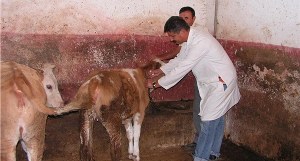 Sorgun da 29 Bin 700 Büyükbaşa Şap Aşısı Yapılacak