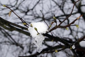Fındık Üreticisine Don ve Sigorta Uyarısı