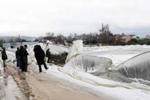 Mersin de Kar Yağışı Narenciye Bahçelerine Zarar Verdi