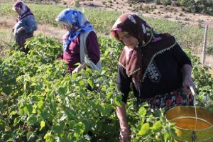 Tarımda Kadın Girişimciliğinin Güçlendirilmesi Programı