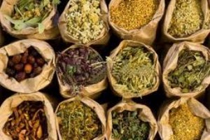 Çorum da Şifalı Bitki Üretimi İçin Rekor Başvuru