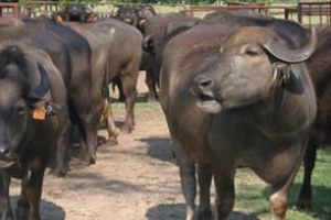 Çorum daki Manda Varlığının Islahı Projesi Desteklemeleri