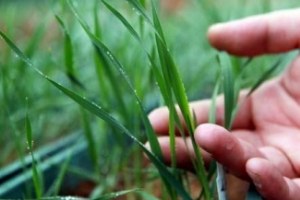 Yağışlar Çiftçinin Yüzünü Güldürdü