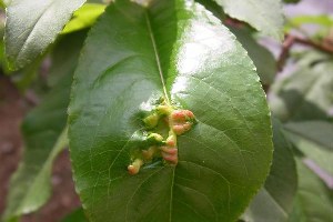Şeftali Yaprak Kıvırcıklığı Hastalığı Mücadelesi Başladı