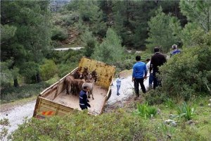 Marmaris te Eşek Krizi