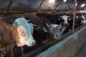 Samsun Tekkeköy de Sığır Çiçeği Karantinası