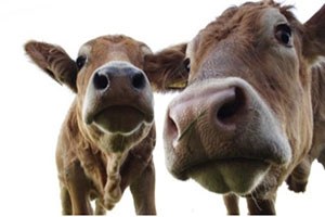 Adıyaman da Şap Karantinası