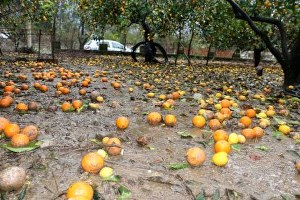 Lodos Narenciyeyi de Vurdu