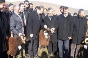 Damızlık koç dağıtımı yapıldı