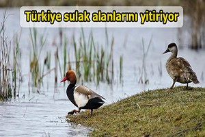 Türkiye sulak alanlarını yitiriyor