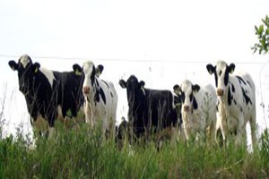 Batmanda 1 5 Milyon TL Hayvancılık Desteği Verilecek