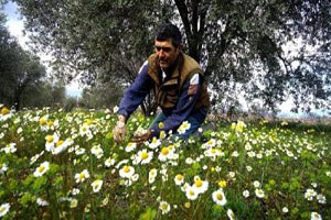 Manisa da Ağaçlar Yalancı Baharla Çiçek Açtı