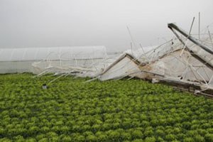 Tekirdağ da Seraları Vuran Lodos Üreticiyi Zarara Uğrattı