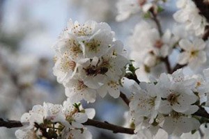 Silifke de Erik Ağaçları Çiçek Açtı