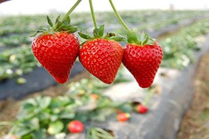 Sason daki Çilek Üretimi