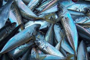 Su Ürünleri Yetiştiriciliği İkiye Katlanıyor