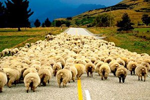 Sürü Sahiplerinin Çoban İsyanı