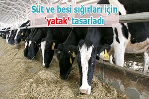Süt ve besi sığırları için yatak tasarladı