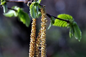 Fındıkta Yalancı Bahar Korkusu