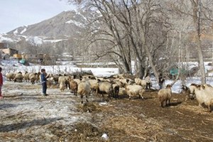 Hakkari de Küçükbaş Hayvanların Yavru Atması Çiftçileri Perişan Etti