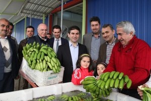 Hatay da Yılın İlk Muz Hasadı Yapıldı