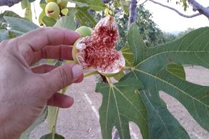 İncir de Sigorta Kapsamına Alınmalı