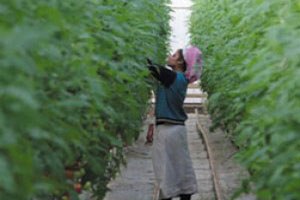 Kadın çiftçilere istihdam alanı