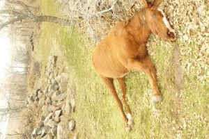 Konya da Yılkı Atı Katliamı