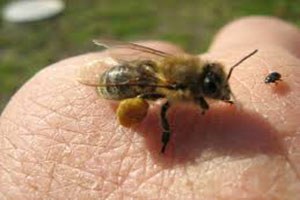 Arıcıların Korkulu Rüyası Böcekler Amerika dan İtalya ya Ulaştı