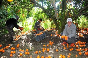 Portakalın Kilosu Bahçede 6 Kuruşa Düştü