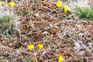 Tosya da Çiğdemler İki Ay Erken Açtı