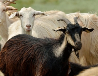 Seydişehir de Anaç Koyun Keçi Tespit Çalışmaları