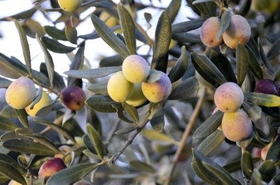 Zeytinde Halkalı Leke Mücadelesi