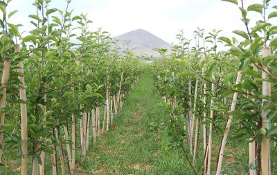 Osmaniye de Çiftçilere Fidan Desteği