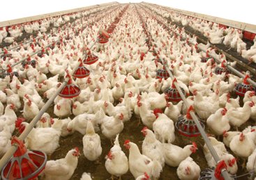 Kanatlı Sektörü nün Yüksek Vergi Sorunu Çözüldü