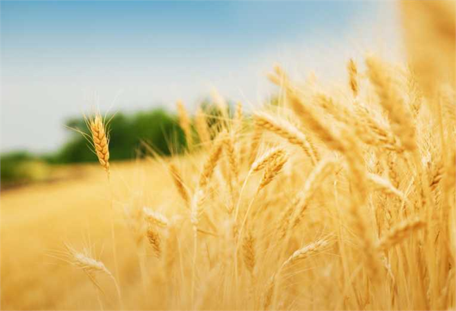 Tkdk Ipard 2 Programı Üzerinden Hibe Desteği Verecek