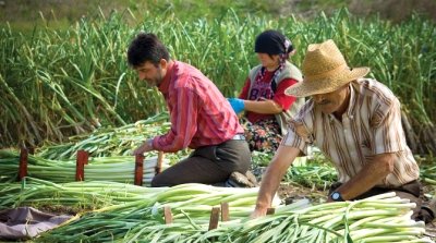 İyi Tarım Uygulamaları Destekleme Başvuruları Başladı