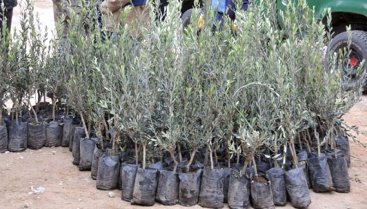 Karaman da Çiftçilere Meyve Fidanı Dağıtıldı