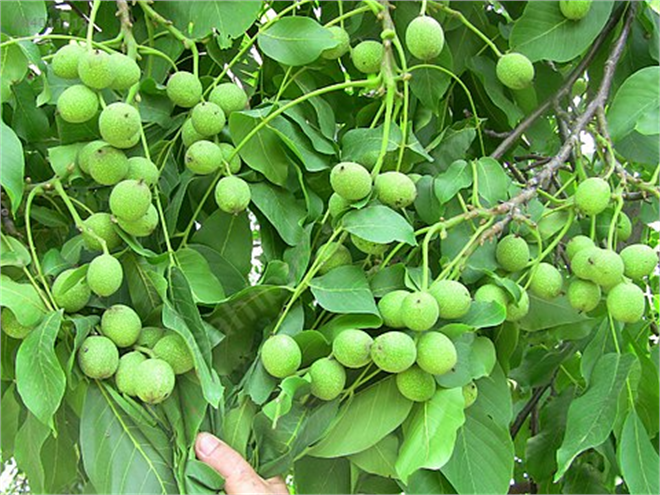 Bingöl de 5 Yılda 500 Bin Ceviz Fidanı Dikim Projesi