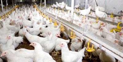 Kanatlı Sektöründe Ilt Korkusu