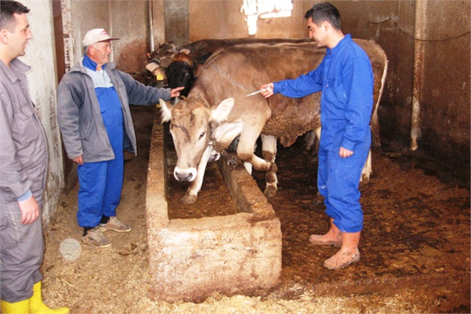 Havza da Bahar Dönemi Aşılama Kampanyası Başladı