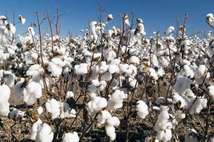 Bitkiler Kükürtle Kuraklığa Dayanacak