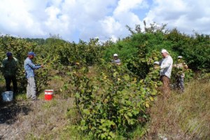 Fındık Üreticilerine Tarım Sigortası Uyarısı