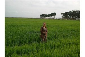 Mazot Gübre Ve Toprak Analizi Desteği Ödemesi Başladı