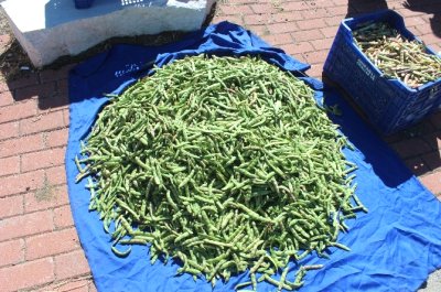 Konya da En Fazla Taze Fasulye Derbent te Üretiliyor