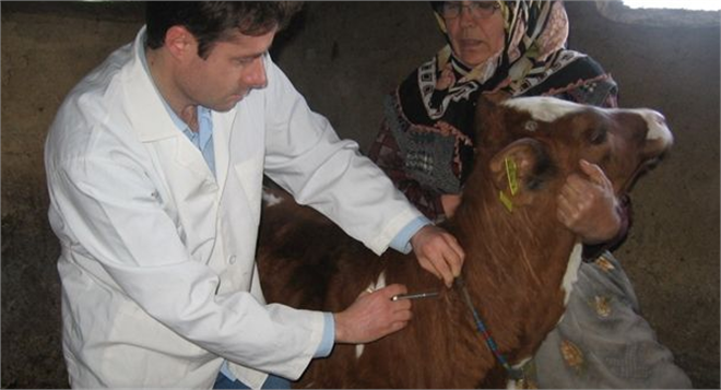 Sapanca da Şap Aşısı Kampanyası