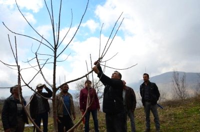 Sultanhisar da Kiraz Üreticilerine Budama Eğitimi Verildi