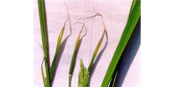 Çeltik Beyaz Uç Nematodu na Dikkat