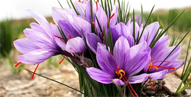 Tıbbi ve aromatik bitkilere destek