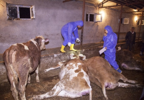 Ahlat ta 26 Büyükbaş Hayvan Telef Oldu